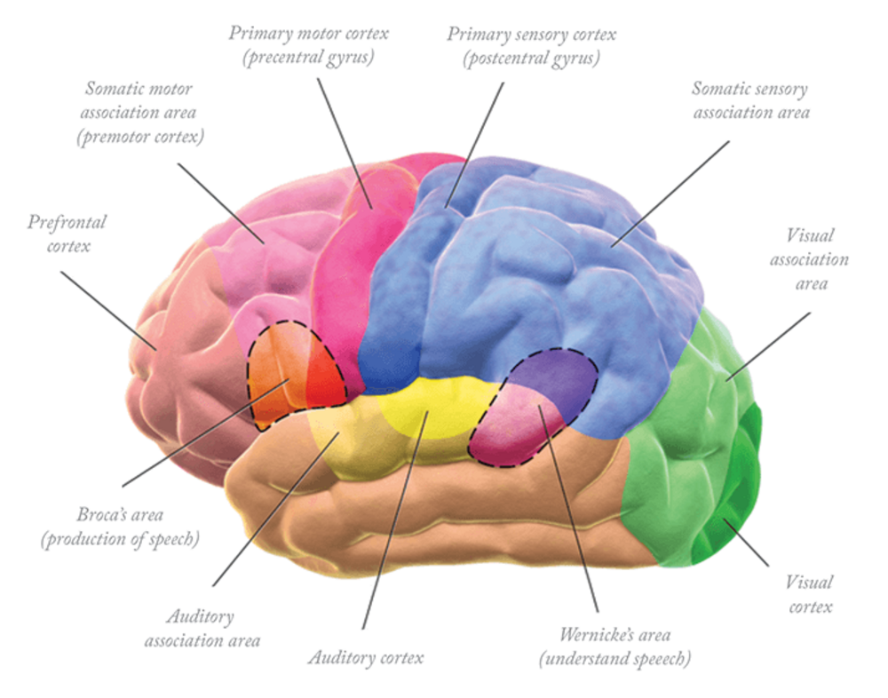 auditory area of brain