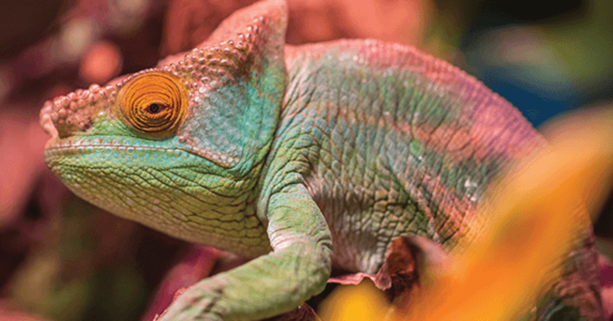 Reflections Of A Global Chameleon